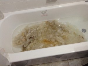 cleaner Icelandic wool in a bathtub of water